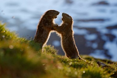 Şirin şişman hayvan Marmot, İtalya, Alp 'teki doğa kaya habitatıyla çimlerin üzerinde oturuyor. Vahşi doğadan vahşi yaşam sahnesi. Komik görüntü, Marmot 'un ayrıntıları..