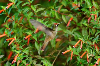 Blossomcrown Anthocephala çiçekleri, sinekkuşu, kırmızı çiçek bahçesinde, Santa Marta, Kolombiya 'da. Kuş doğal ortamında uçar. Kolombiya 'da vahşi yaşam, BlossomCrown uçuşu. Kırmızı ve yeşil.