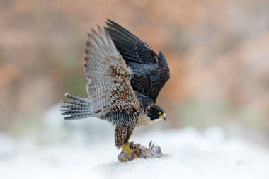 Kuş davranışları. Peregrine Falcon, portakal yaprakları ve kuş avıyla karda oturuyor. Doğadan vahşi yaşam sahnesi. Soğuk kışta kuş davranışları. Tasarıda güvercini öldüren şahin var. Vahşi yaşam Almanya.