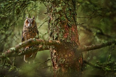 Owl in the forest habitat. Long-eared Owl sitting on the branch in the fallen larch forest during autumn. Beautiful lichen tree with owl, Slovakia. Autumn wildlife. clipart