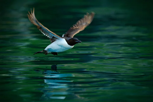 Zeevogels vliegen. Brunnich 's Guillemot, Uria lomvia, witte vogels met zwarte koppen in het zeewater, Spitsbergen, Noorwegen. Prachtige rots met vogel, Arctische fauna. — Stockfoto