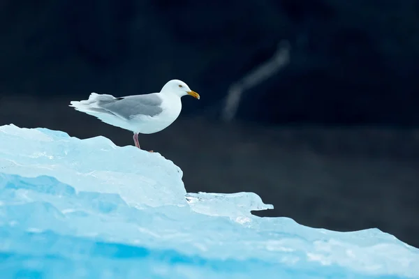 氷、北極からの冬景色の上の鳥。ミツユビカモメ、Rissa tridactyla、背景、スバールバル諸島、ノルウェーの氷河氷の青と. — ストック写真