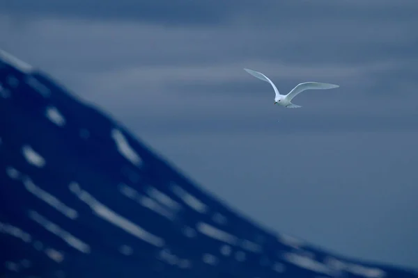 Pássaro no gelo, cena de inverno do Árctico. Kittiwake de pernas pretas, Rissa tridactyla, com glaciar azul no fundo, Svalbard, Noruega . — Fotografia de Stock