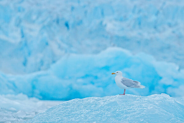 Глазурная чайка, гиперборей Ларуса на льду со снегом. Тело тюленя с белой чайкой, Птица кормит кровь в естественной среде обитания. Поведение животных в Арктике
. 