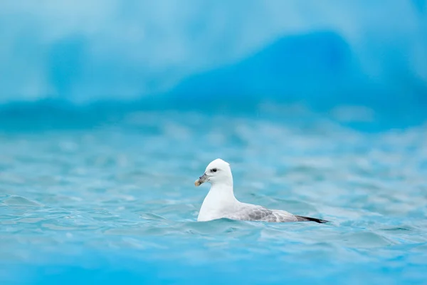 Északi Fulmar, Fulmarus glacialis, fehér madár a kék vízben, sötétkék jég a háttérben, az állatok a sarkvidéki természeti élőhely, Svalbard, Norvégia. — Stock Fotó