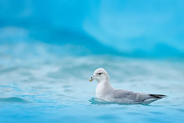 Severní Fulmar, Fulmarus glacialis, bílý pták v modré vodě, tmavě modrý LED na pozadí, zvíře v arktické přírodě, Svalbard, Norsko. — Stock fotografie