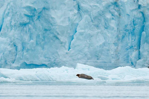 Gebaarde zeehond op blauw en wit ijs in Arctische Spitsbergen, met opgeheven vin. Wildlife scene in de natuur. — Stockfoto