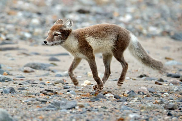 Lucha de lindos zorros árticos, Vulpes laguna, en el hábitat rocoso naturaleza, Svalbard, Noruega. Acción Vida Silvestre desde Europa. —  Fotos de Stock