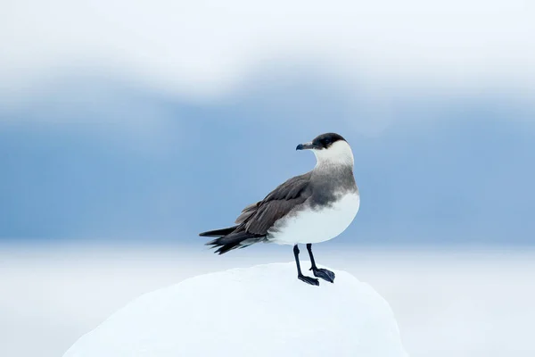 北極スクア、ステロコラリウス寄生虫、背景に濃い青の海と石の上に座って、スヴァールバル。北極海を旅する。海の生息地の氷河の上に座っている海鳥. — ストック写真