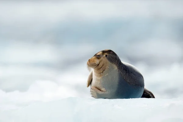 Одягнена тюленя на блакитному і білому льоду в арктичному Свальбарді, з піднесеним плавником. Сцена дикої природи. — стокове фото
