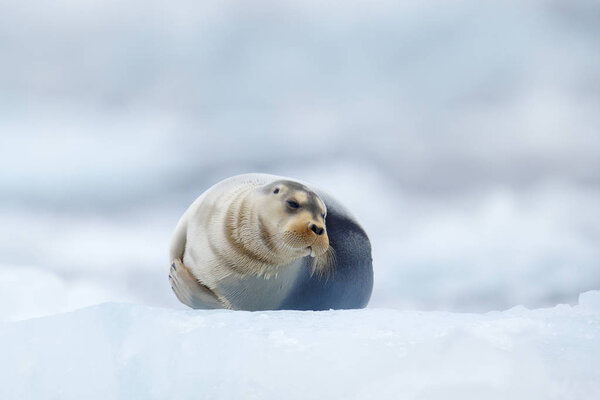 Bearded seal on blue and white ice in arctic Svalbard, with lift up fin. Wildlife scene in the nature.
