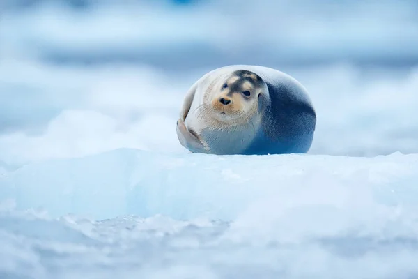 Skäggig tätning på blå och vit is i arktiska Svalbard, med lyft upp fenan. Viltliv i naturen. — Stockfoto