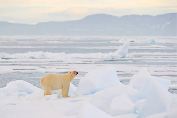 IJsbeer op het ijs. Gevaarlijke ijsbeer in ijs met zeehondenkarkas. Wildlife action scene uit de Arctische natuur. Bloederige scène met rood bloedskelet van zeehond. — Stockfoto