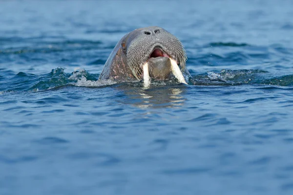 Морж, Odobenus rosmarus, большие перевернутые морские млекопитающие в голубой воде, Шпицберген, Норвегия . — стоковое фото