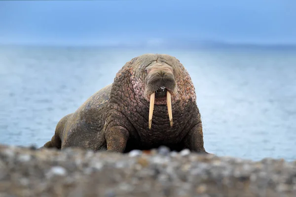 Deniz aygırı kumsalda. Walrus 'un büyük beyaz dişli portresi, Odobenus Rosmarus, Norveç, Svalbard' daki doğal ortamında büyük bir hayvan.. — Stok fotoğraf