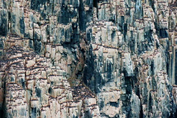 Vogelkolonie in Alkefjellet. Brunnich 's Guillemot, Uria lomvia, witte vogels met zwarte hoofden zittend op oranje steen, Spitsbergen, Noorwegen. Prachtige rots met vogel, Arctische fauna. — Stockfoto