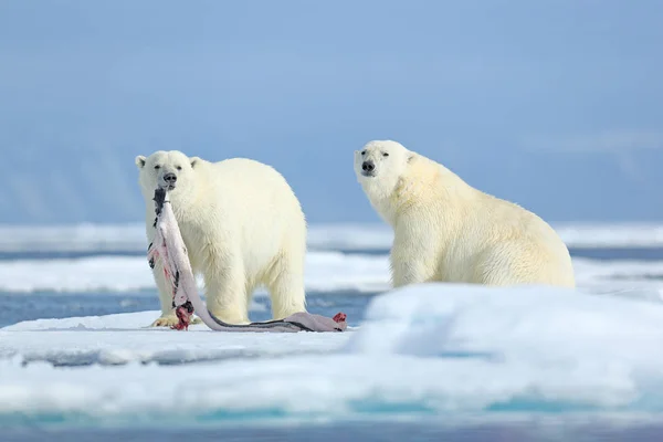 Two polar bears with killed seal. White bear feeding on drift ice with snow, Manitoba, Canada. Bloody nature with big animals. Dangerous baer with carcass. Arctic wildlife, animal food behaviour. — Stock Photo, Image