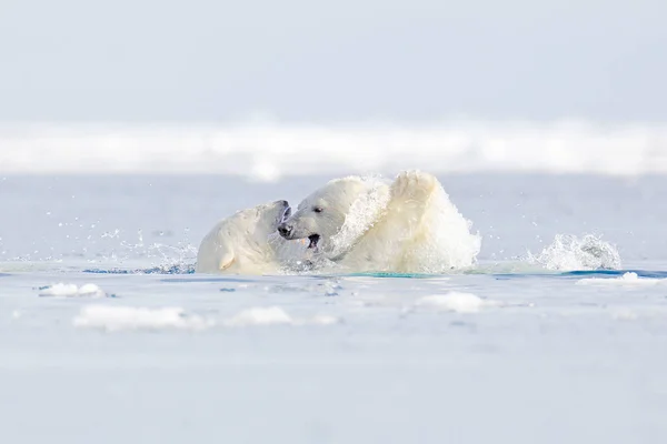 Twee poolgevechten in het zeewater. Witte beer voedt zich met drijfijs met sneeuw, Manitoba, Canada. Bloedige natuur met grote dieren. Gevaarlijke bakker met karkas. Arctische fauna, gedrag in diervoeding. — Stockfoto