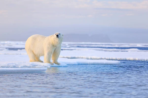 Dos osos polares con foca muerta. Oso blanco alimentándose de hielo a la deriva con nieve, Manitoba, Canadá. Maldita naturaleza con animales grandes. Peligroso cebo con cadáver. Vida silvestre ártica, comportamiento alimentario animal. — Foto de Stock