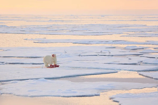 Niebezpieczny niedźwiedź siedzący na lodzie, piękne błękitne niebo. Niedźwiedź polarny na dryfującej krawędzi lodu ze śniegiem i wodą w norweskim morzu. Białe zwierzę w środowisku naturalnym, Europa. Scena dzikiej przyrody z natury. — Zdjęcie stockowe