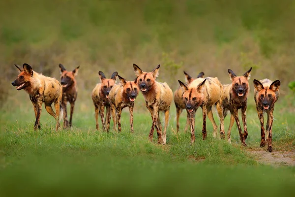Wilde hond, roedel wandelen in het bos, Okavango detla, Botseana in Afrika. Gevaarlijk gevlekt dier met grote oren. Jagen beschilderde hond op Afrikaanse safari. Wilde dieren uit de natuur, beschilderde wolven. — Stockfoto