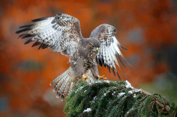 秋の野生動物、獲物の鳥一般的なバザード、ブテオ・ブテオ、針葉樹のトウヒの木の枝の飛行。自然からの野生動物のシーン。トウヒの木に着陸する。ブザードは森の中を飛ぶ. — ストック写真