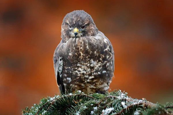 Atterraggio Hawk. Fauna selvatica autunnale, rapace avvoltoio comune, Buteo buteo, volo su ramo di abete rosso di conifere. Scena della fauna selvatica dalla natura. Atterraggio su abete rosso. Poiana volare nella foresta . — Foto Stock