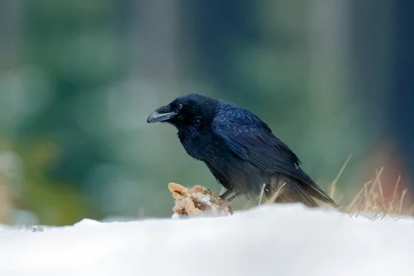 Wildfütterungsverhalten Szene im Wald. Rabe mit totem Killerhasen, der auf dem Stein sitzt. Vogelverhalten in der Natur. felsigen Lebensraum mit schwarzen Raben. — Stockfoto