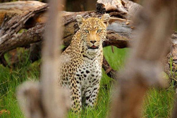 Leopardo, Panthera pardus shortidgei, delta dell'Okavango, Botswana in Africa. Gatto selvatico ritratto nascosto nel bel tronco d'albero della foresta. Grande gatto selvatico africano nell'habitat naturale. Scena della fauna selvatica dalla natura. — Foto Stock