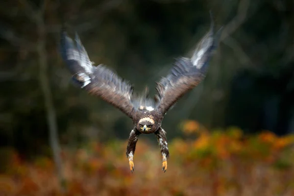 Steppe Eagle, Aquila nipalensis, sentado en el prado, bosque de fondo. Escena de vida salvaje de la naturaleza. Detalle retrato de águila. Pájaro en la hierba . — Foto de Stock