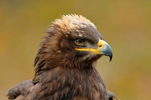 Steppe Eagle, Aquila nipalensis, sentado no prado, floresta no fundo. Cena de vida selvagem da natureza. Retrato detalhado da águia. Pássaro na grama . — Fotografia de Stock