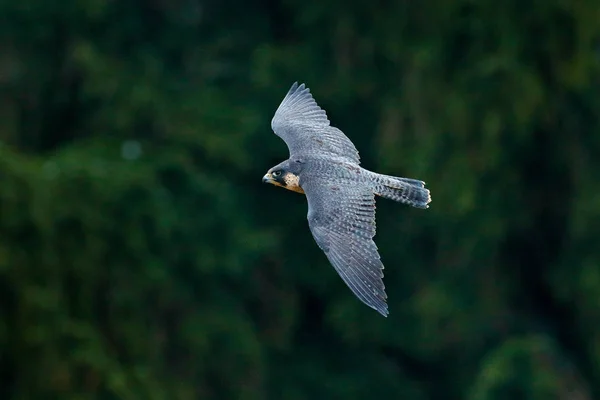 Let Peregrine Falcon. Kořist s otevřenými křídly. Bílé světlé nebe v pozadí. Akční scéna v přírodním prostředí, Německo. Divoká příroda z přírody. Divoký pták v lese, Německo. — Stock fotografie