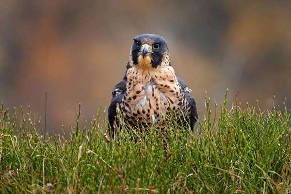 ペレグリン・ファルコンの飛行。羽を開いて獲物の鳥。背景に白い光の空。ドイツの自然生息地での行動シーン。自然からの野生動物のシーン。森の中の野鳥,ドイツ. — ストック写真