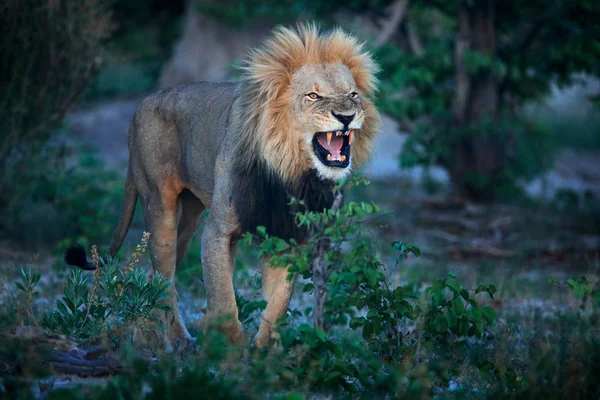 歯で開いた銃口を持つマンライオン。アフリカのライオンのペアの肖像画,パンテラレオ,大きな動物の詳細,オカバンゴデルタ,ボツワナ,アフリカ.自然生息地の猫。森の中のライオン. — ストック写真