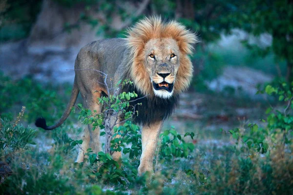 Leão de juba com focinho aberto com dente. Retrato de par de leões africanos, Panthera leo, detalhe de animais grandes, Okavango delta, Botswana, África. Gatos em habitat natural. Leão no habitat florestal . — Fotografia de Stock