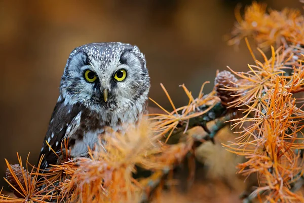 Gufo nascosto nel larice giallo. Uccello con grandi occhi gialli. Il gufo boreale nella foresta di autunno di congedo arancione nell'Europa centrale. Dettaglio ritratto di uccello nell'habitat naturale, Svezia . — Foto Stock