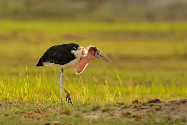 Marabou stork, Leptoptilos crumenifer, βραδινό φως, δέλτα Okavango, Μποτσουάνα στην Αφρική. Άγρια ζωή, συμπεριφορά σίτισης ζώων στην άγρια φύση. Πουλιά κάθονται στο νεκρό ελέφαντα. Βραδινό ηλιοβασίλεμα. — Φωτογραφία Αρχείου