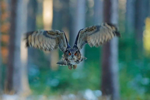 Coruja de águia, Bubo bubo, com asas abertas no voo de cara, habitat de floresta de inverno no fundo, árvores brancas. Cena de vida selvagem da floresta natural, Alemanha. Pássaro na mosca, comportamento de coruja. Coruja da floresta em mosca . — Fotografia de Stock