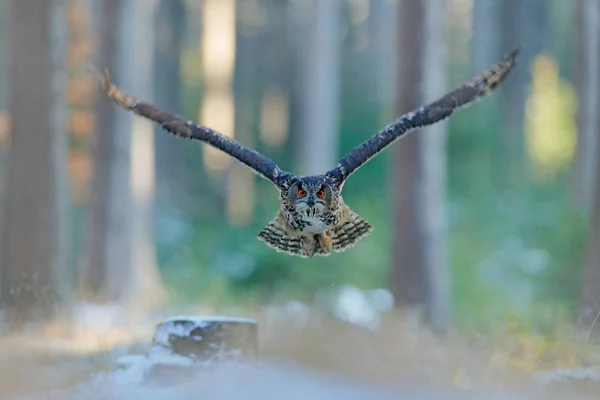 Coruja de águia, Bubo bubo, com asas abertas no voo de cara, habitat de floresta de inverno no fundo, árvores brancas. Cena de vida selvagem da floresta natural, Alemanha. Pássaro na mosca, comportamento de coruja. Coruja da floresta em mosca . — Fotografia de Stock