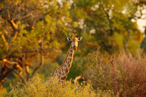 Girafe en forêt avec de grands arbres, lumière du soir, coucher de soleil. Silhouette de girafe idyllique avec coucher de soleil orange du soir, Botswana, Afrique. Portrait caché de girafe . — Photo