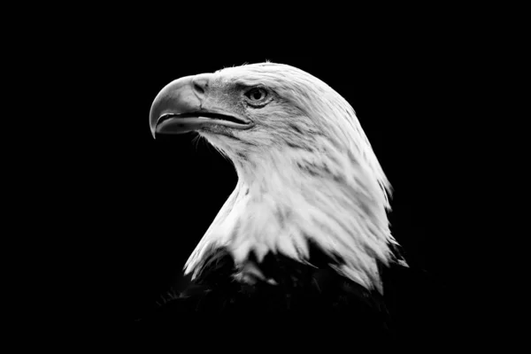 自然黒と白の芸術。白い頭と黄色の法案、アメリカ合衆国の自由の象徴と獲物の茶色の鳥の肖像画。バルドイーグル、ハリエトゥス・ルコセファルス. — ストック写真