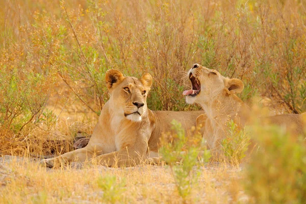 Kgalagadi female lion with open muzzle with tooth. Portrait of pair of African lions, Panthera leo, detail of big animals, Botswana, Africa. Cats in nature habitat. Lion in the desert habitat. — Stock Photo, Image