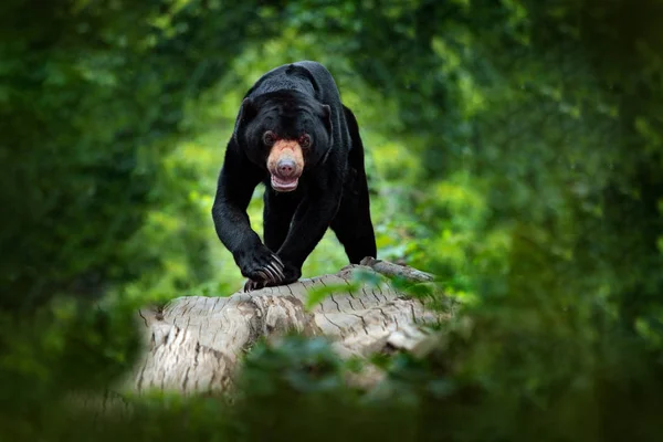 Sonnenbär, Helarctos malayanus, schönes gefährliches Tier aus dem asiatischen Tropenwald. Porträt des malaysischen Sonnenbärs im grünen Naturhabitat Sarawak, Malaysia. Wildtiere Natur. — Stockfoto