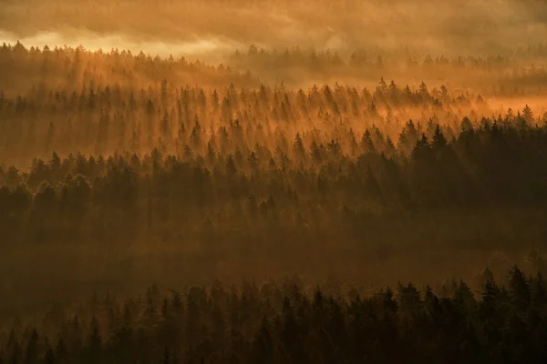 Rayo de luz de puesta de sol en la naturaleza salvaje. Abeto en el bosque durante el sol de la mañana, Kleiner Winterberg mirador de la colina en Sajonia Suiza, Alemania. Puesta de sol mágica en el paisaje, viajar por Europa . —  Fotos de Stock