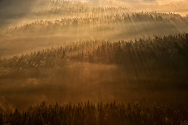 Raio raio de luz do pôr do sol na natureza selvagem. Árvores de abeto na floresta durante o sol da manhã, miradouro Kleiner Winterberg na Saxônia Suíça, Alemanha. Pôr-do-sol mágico na paisagem, viajar Europa . — Fotografia de Stock