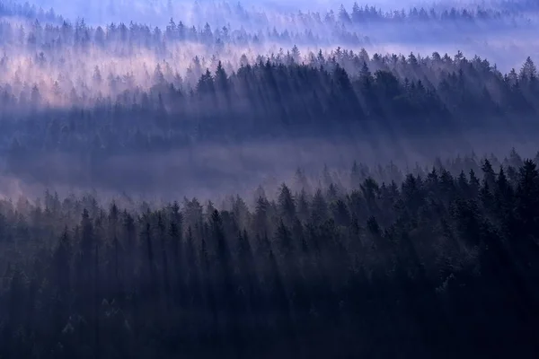Rayo de luz de puesta de sol en la naturaleza salvaje. Abeto en el bosque durante el sol de la mañana, Kleiner Winterberg mirador de la colina en Sajonia Suiza, Alemania. Puesta de sol mágica en el paisaje, viajar por Europa . — Foto de Stock