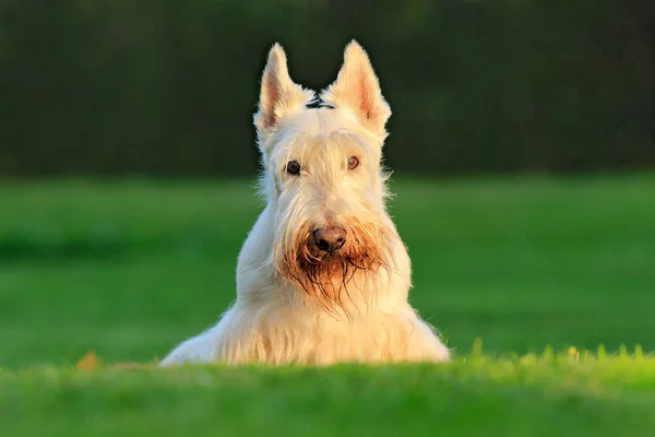White dog, Scottish terrier on green grass lawn with white flowers in the background, Écosse, Royaume-Uni. Mignon animal dans l'herbe verte. Herbe de jardin verte avec chien, lumière du soir . — Photo