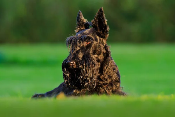 Lindo retrato de Perro Terrier escocés negro. Luz de la noche con terrier en hierba verde. Puesta de sol en el jardín. Perro negro en el hábitat natural . — Foto de Stock