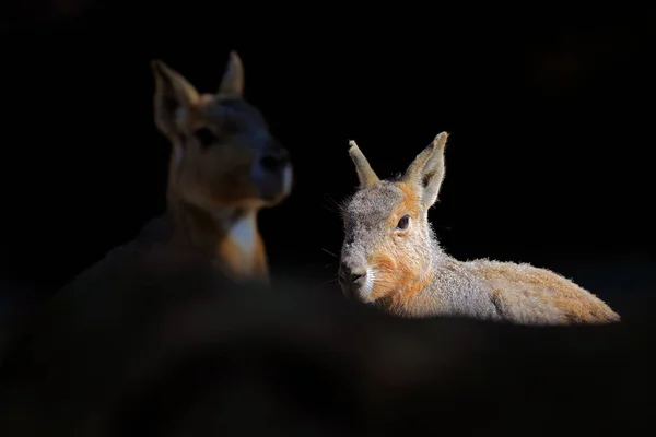 Lindo animal con retroiluminación. Canguro en bosque oscuro, Australia, día soleado . — Foto de Stock