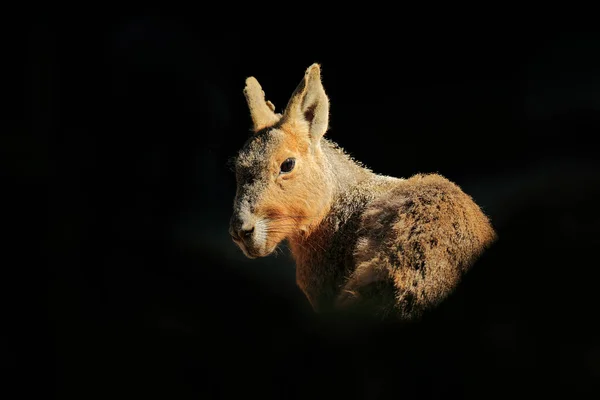 Lindo animal con retroiluminación. Canguro en bosque oscuro, Australia, día soleado . — Foto de Stock